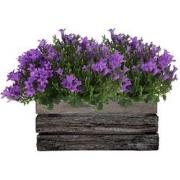Campanula Addenda Ambella Intense purple - Houten schaal met 2 tuinpla...