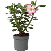 Woestijnroos - Adenium obesum 'Pink Star' - Hoogte 30-45cm - ?13cm
