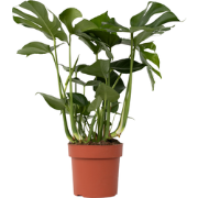 Gatenplant - Monstera deliciosa - Hoogte 70-80cm - ?21cm