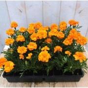 3 stuks - Afrikaantjes oranje