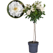Stamroos - Rosa palace ‘Kailani' - Hoogte 80-100cm - ?19cm