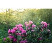 Tuinschilderij azalea roze 70x50cm