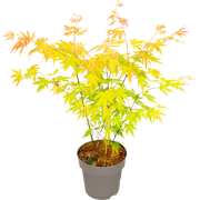 Japanse Esdoorn - Acer palmatum 'Orange Dream' - Hoogte 35-55cm - ?15c...