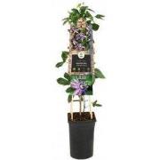 Klimplant Passiflora Betty Miles Young passiebloem