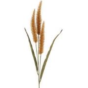 Pennisetum oranje