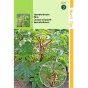 Ricinus Zanzibariensis Gemengd
