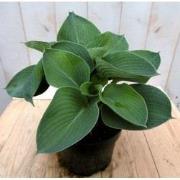5 stuks - Hosta donkergroen