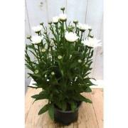 3 stuks - Margriet wit groot