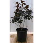 Cotinus Pruikenboom rood 40 cm