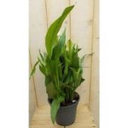 Betaplant Zantedeschia Calla kleur wisselt