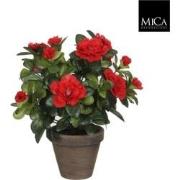 6 stuks! Azalea rood in pot stan grijs d11,5 cm h27 cm Mica Decoration...