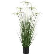 J-Line - Cyperus Alternifolius 5 Koppen In Pot Pvc Groen Small - 32x32...