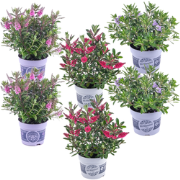 Struikveronica - Set van 6 - Hebe All Blooms - Hoogte 30-35cm - ?13cm