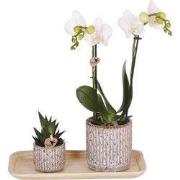 Kolibri Orchids | Gift set Untamed Nature small | Groene plant met wit...