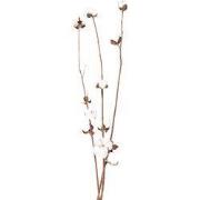 Clayre & Eef Droogbloemen  80 cm  Wit Bruin Droogbloemen Droogboeket