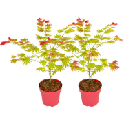 Japanse Esdoorn - Set van 2 - Acer palmatum 'Moonrise' - Hoogte 40-50c...