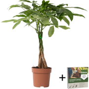 Geldboom - Pachira aquatica - Hoogte 60-70cm - ?17cm