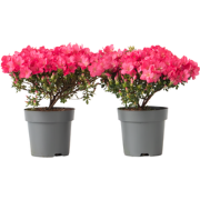 Japanse azalea - Set van 2 - Rhododendron 'Anouk' - Hoogte 25-40cm - ?...