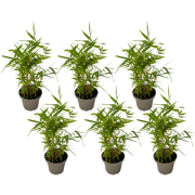 Bamboe - Set van 6 - Fargesia nitida 'Black Dragon' - Hoogte 25-40cm -...