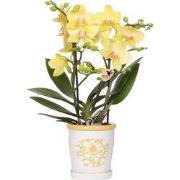 Kolibri Orchids | Gele orchidee Albenga + Malaga sierpot geel - potmaa...
