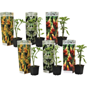 Engelentrompet - Set van 6 - Brugmansia - Hoogte 25-40cm - ?9cm