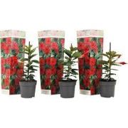 Mandevilla - Set van 3 - Dipladenia sanderii 'Rio Red' - Hoogte 25-40c...