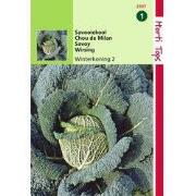 2 stuks - Savooiekool Winterkoning 2