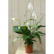 Lepelplant Spathiphyllum H50-70 cm potmaat 17 cm kamerplant