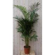 Areca Dypsis Goudpalm H140-160 cm potmaat 22 cm kamerplant