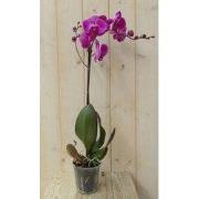 Vlinderorchidee Luxe Tak roze 80 cm