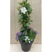 Plastic plantenbak antraciet Dipladenia Mandevilla Sundaville wit met ...