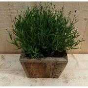 Lavendel in houten bak 22x22 cm