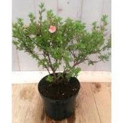 Potentilla rood