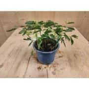 Mimosa Ppudica Kruidje-roer-mij-niet kamerplant
