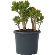 Jadeplant - Crassula ovata 'Minor' - Hoogte 60-65cm - ?30cm
