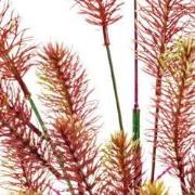 Sf art plant 40 cm myriophyllum red