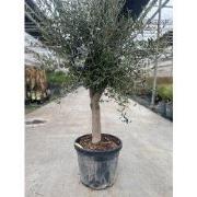 Olea europaea II