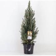 Picea glauca sanders blue 40-50 cm