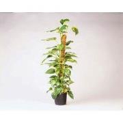 Kokosplantstok H90cm dia. 38mm