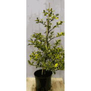 Hulst geelbont 80 cm