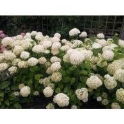 Hortensia Annabelle wit Groot
