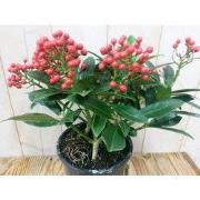 Skimmia met bes 30 cm