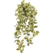 Maranta hanging bush 70 cm multicolor