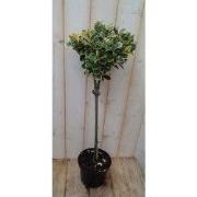 Japanse kardinaalsmuts Euonymus 'Marieke' geelbont