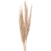 Clayre & Eef Droogbloemen 100 cm Beige Droogbloemen