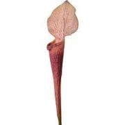 Clayre & Eef Kunstbloem 75 cm Paars Kunststof