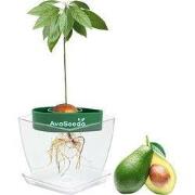 URBANJNGL - Avocado kit - Groei je eigen avocado!