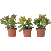 Geldboom - Mix van 3 - Crassula Minor, Hobbit, Sunset - Hoogte 10-25cm...