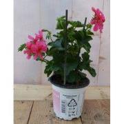 3 stuks! Oostenrijkse geranium hangplant roze