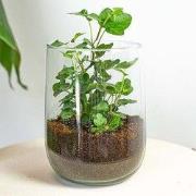 URBANJNGL - Vaas Martin - DIY kit - ? 17 cm